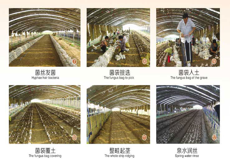 泰山赤灵芝培育基地