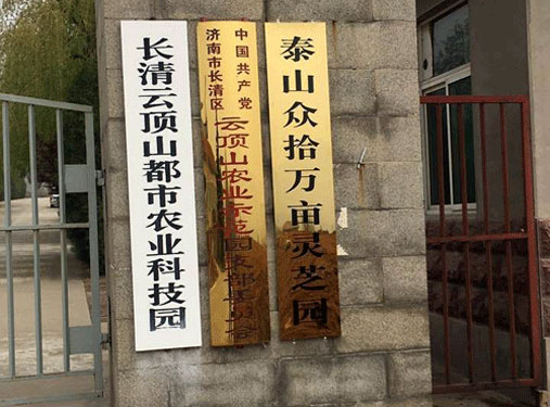泰山众拾万亩灵芝园