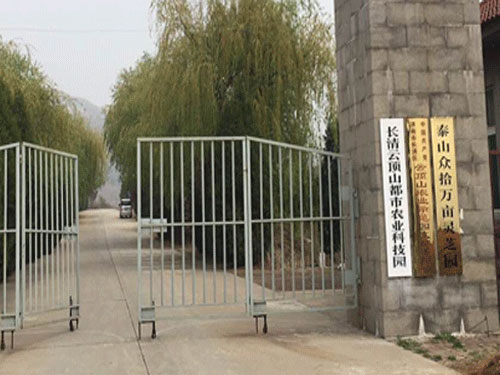 泰山众拾万亩灵芝园
