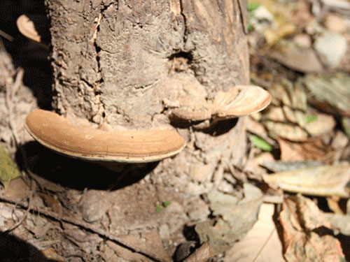 山庄内部野生灵芝