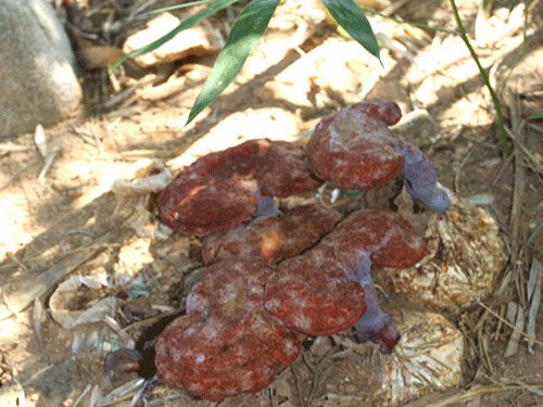 山庄野生灵芝