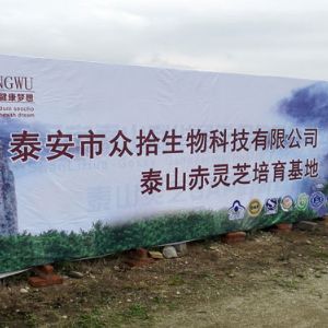 泰山赤灵芝培育基地