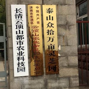 泰山众拾万亩灵芝园