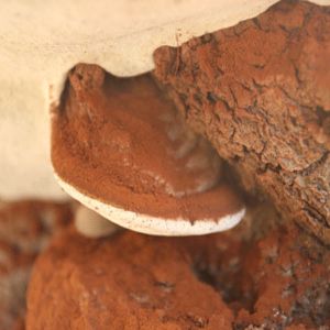 山庄内部野生灵芝