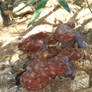 山庄野生灵芝