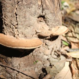 山庄野生灵芝