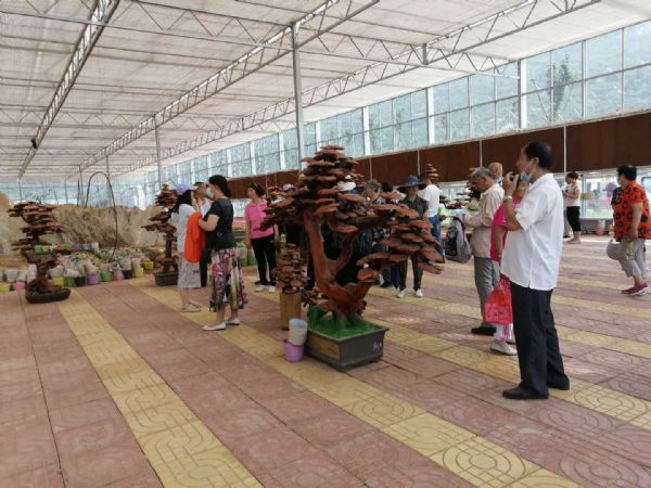 万亩灵芝园2